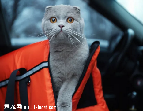 猫咪为什么会晕车，应该如何预防猫咪晕车？