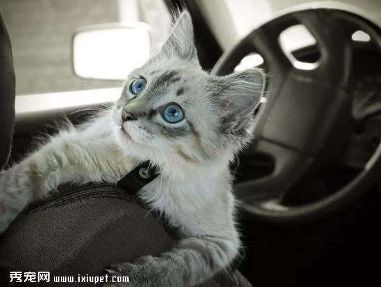 猫咪为什么会晕车，应该如何预防猫咪晕车？