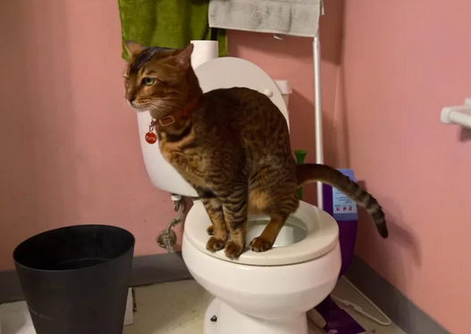 当猫咪不愿意用猫砂盆了,这些问题要注意!