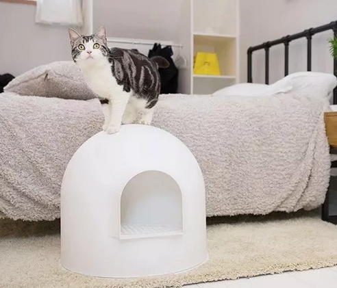 当猫咪不愿意用猫砂盆了,这些问题要注意!