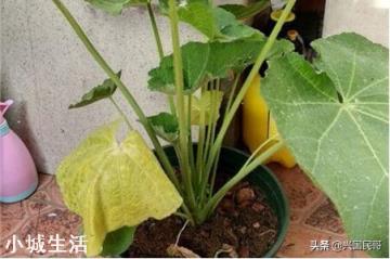 蜀葵会是什么原因而焦叶？