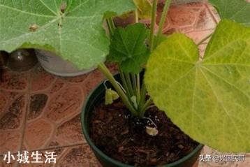 蜀葵会是什么原因而焦叶？