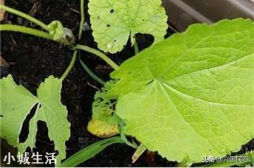 蜀葵会是什么原因而焦叶？