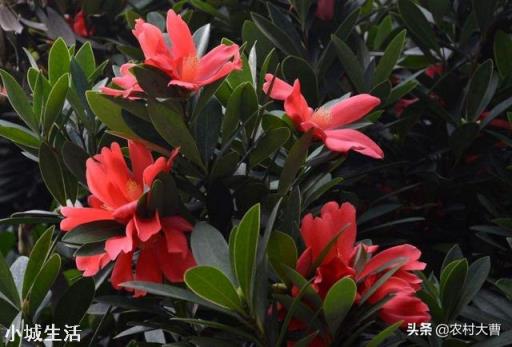 杜鹃红山茶叶尖干枯,大量掉叶,是什么原因,该怎么救治?