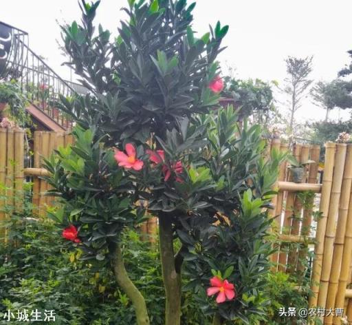 杜鹃红山茶叶尖干枯,大量掉叶,是什么原因,该怎么救治?