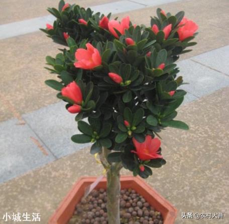 杜鹃红山茶叶尖干枯,大量掉叶,是什么原因,该怎么救治?