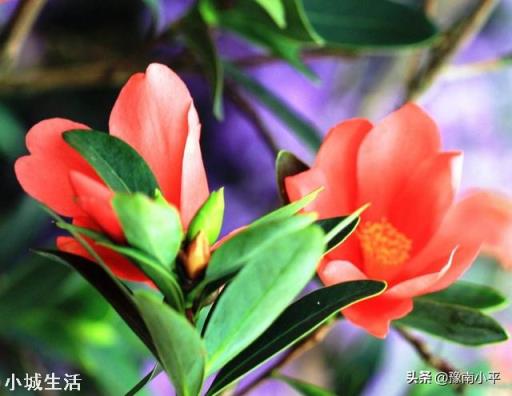 杜鹃红山茶叶尖干枯,大量掉叶,是什么原因,该怎么救治?