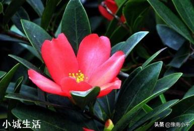 杜鹃红山茶叶尖干枯,大量掉叶,是什么原因,该怎么救治?