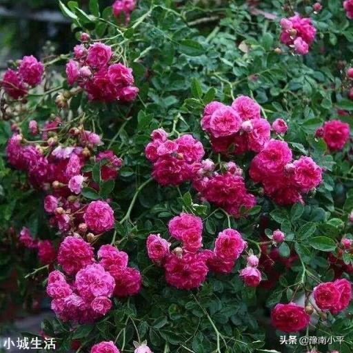 红木香买几年的苗好?