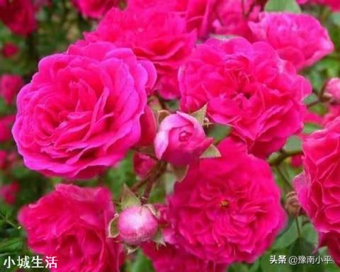 红木香买几年的苗好?
