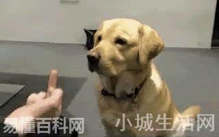 豎中指是什么意思(豎中指的網絡用語是什么梗)