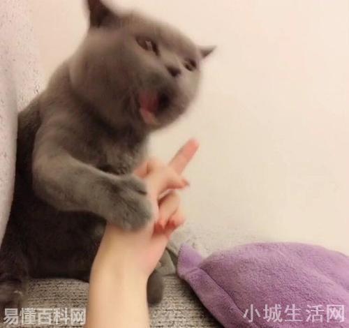 豎中指是什么意思(豎中指的網絡用語是什么梗)