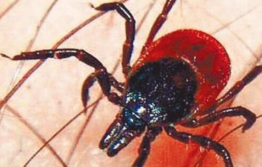 《肘后备急方》记载距今已大约1600年 世界最早记载的恙虫病症