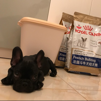 养狗要注意什么：投食不注意，法斗宝宝泪两行！