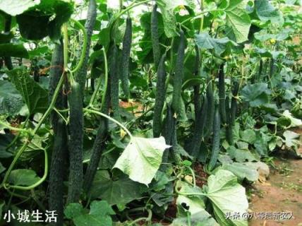 7月份还能种黄瓜吗？夏季育种黄瓜要注意什么？