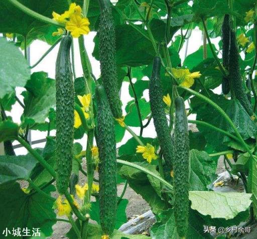 7月份还能种黄瓜吗？夏季育种黄瓜要注意什么？