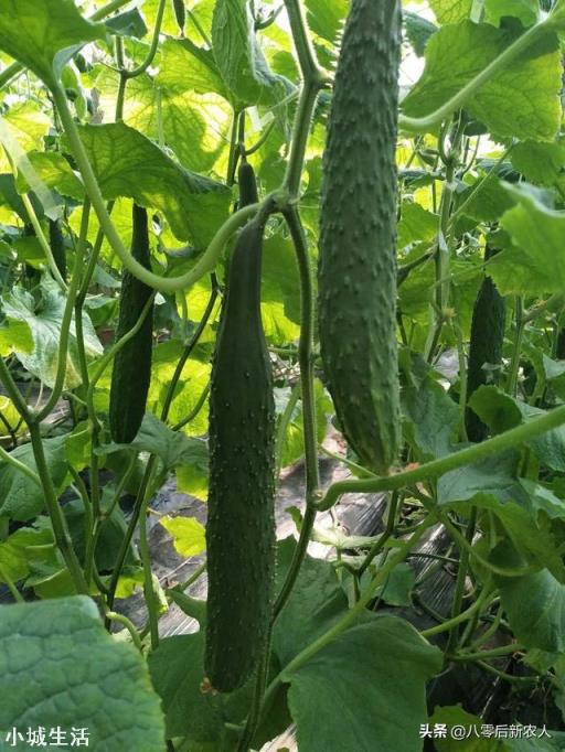 7月份还能种黄瓜吗？夏季育种黄瓜要注意什么？