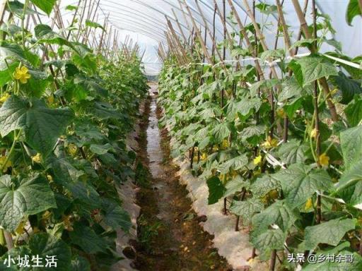 7月份还能种黄瓜吗？夏季育种黄瓜要注意什么？