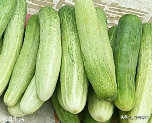 7月份还能种黄瓜吗？夏季育种黄瓜要注意什么？