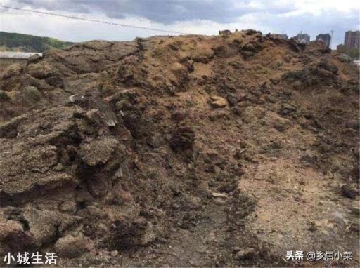 雨季过后，辣椒出现倒伏，可以人工进行扶直吗？为什么？