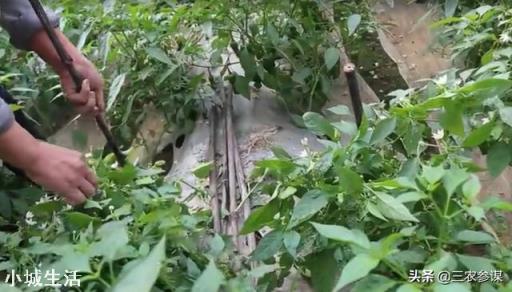 雨季过后，辣椒出现倒伏，可以人工进行扶直吗？为什么？