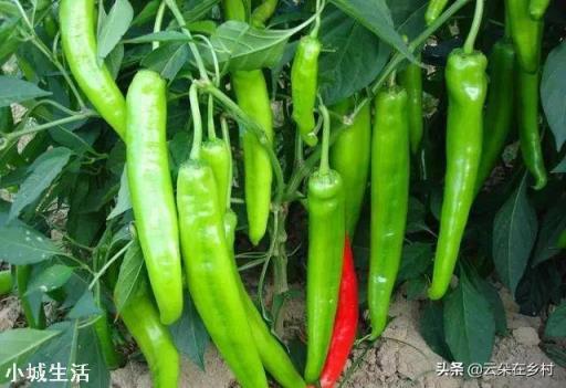 雨季过后，辣椒出现倒伏，可以人工进行扶直吗？为什么？
