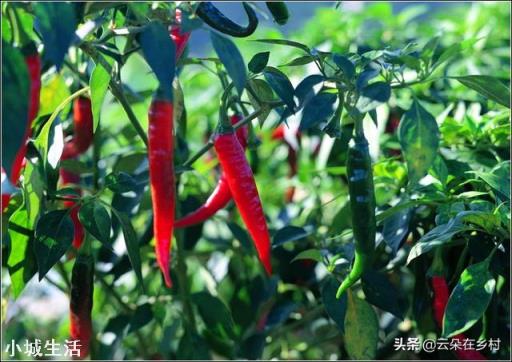 雨季过后，辣椒出现倒伏，可以人工进行扶直吗？为什么？