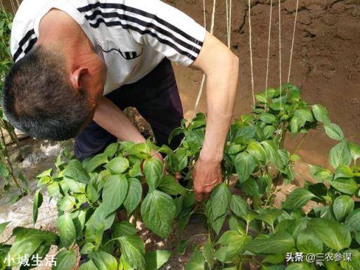 雨季过后，辣椒出现倒伏，可以人工进行扶直吗？为什么？