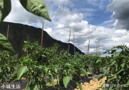 雨季过后，辣椒出现倒伏，可以人工进行扶直吗？为什么？