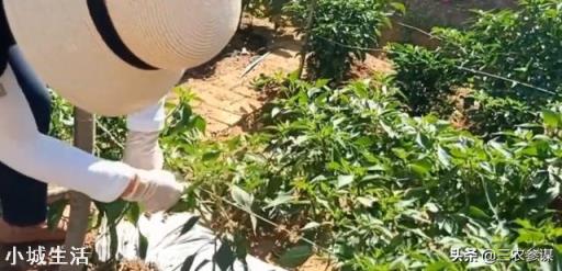 雨季过后，辣椒出现倒伏，可以人工进行扶直吗？为什么？