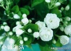 新种的茉莉花需要天天浇水吗，要不要放到弱阳光的地方？