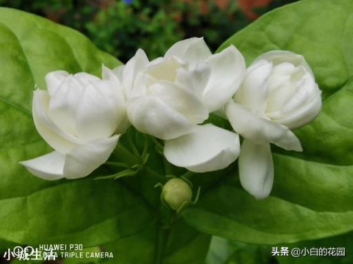 新种的茉莉花需要天天浇水吗，要不要放到弱阳光的地方？