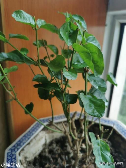 新种的茉莉花需要天天浇水吗，要不要放到弱阳光的地方？