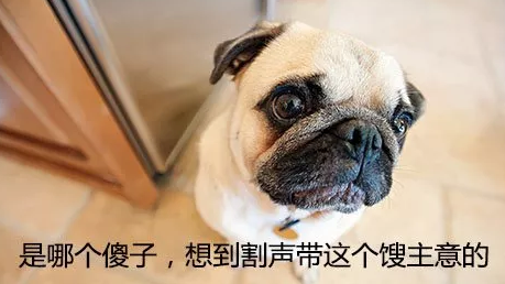 请不要因为自己的虚荣心，对宠物做残忍的“整容”！