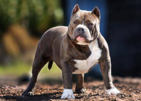 美国恶霸犬适合家养吗? 它到底是一种什么样的犬种?
