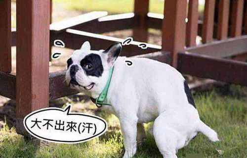 狗狗便秘了怎么辦?狗狗便秘的癥狀及治療
