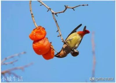 《西游记》为什么没有黄瓜精柿子精一类的妖精?