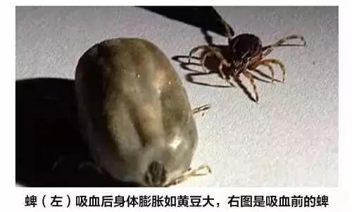夏季养犬需要注意狗狗这些高发病