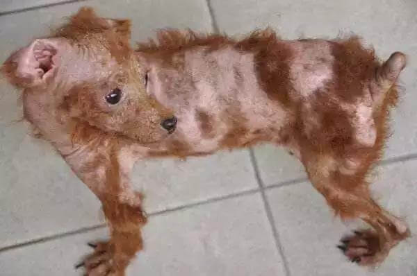 夏季养犬需要注意狗狗这些高发病