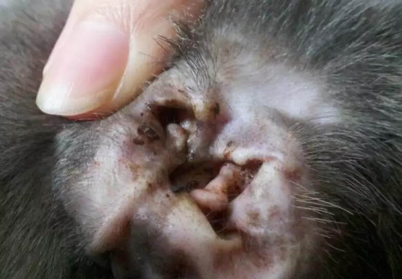 夏季养犬需要注意狗狗这些高发病