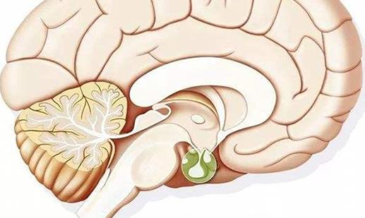 引发小脑萎缩的病因有哪些？小脑萎缩怎么护理？