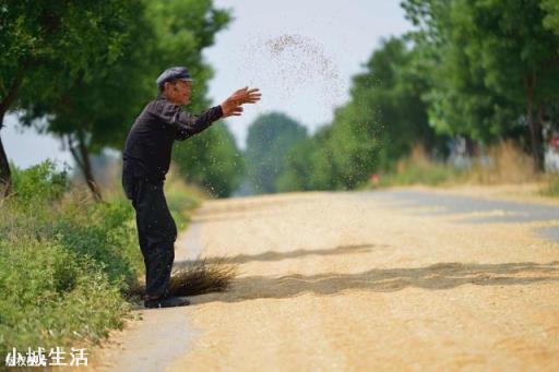 农民在乡村道路晒粮被外地重行车车辆碾碎麦。村民有权挡车辆吗？