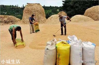 农民在乡村道路晒粮被外地重行车车辆碾碎麦。村民有权挡车辆吗？