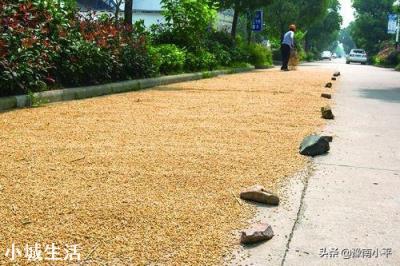 农民在乡村道路晒粮被外地重行车车辆碾碎麦。村民有权挡车辆吗？