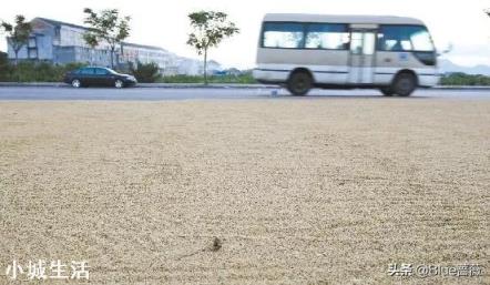 农民在乡村道路晒粮被外地重行车车辆碾碎麦。村民有权挡车辆吗？