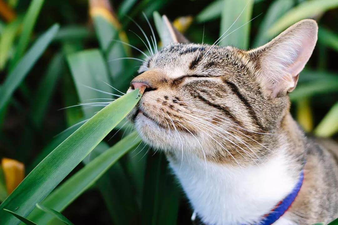 家有宠物,这些植物不能养!
