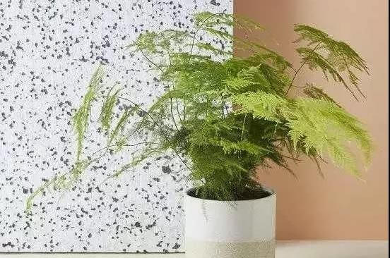 家有宠物,这些植物不能养!