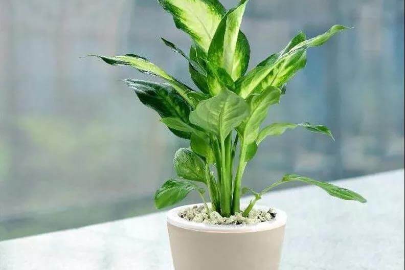 家有宠物,这些植物不能养!