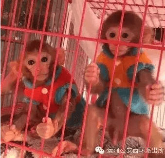宠物猴到底能不能饲养?