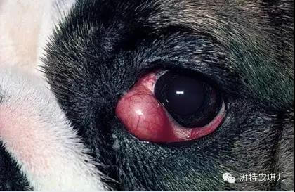狗狗眼睛有红血丝是什么原因,应该怎么做?
